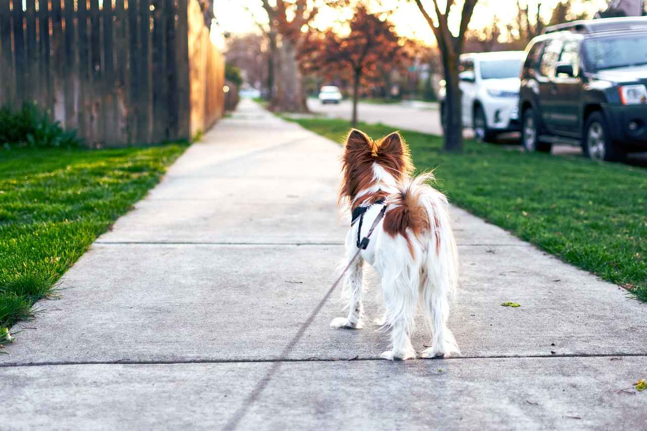 Köpek Isırığının Riskleri