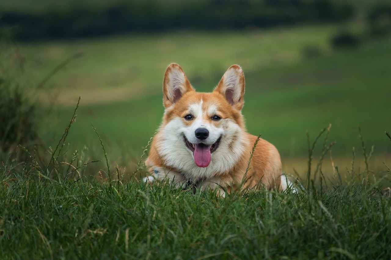 What is Kibbles N Bits Dog Food?
