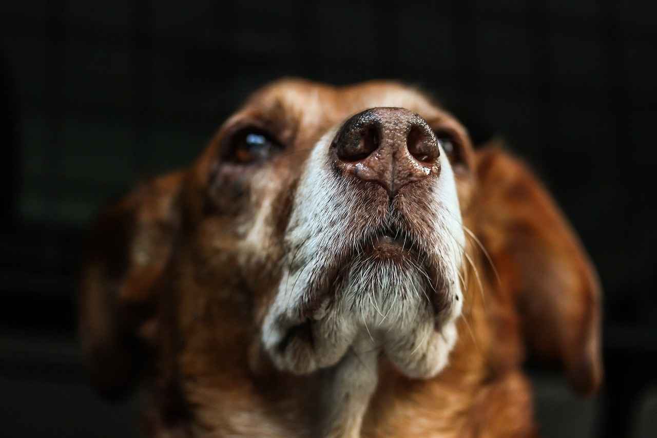 Conclusion: Is Kibbles N Bits Right for Your Dog?