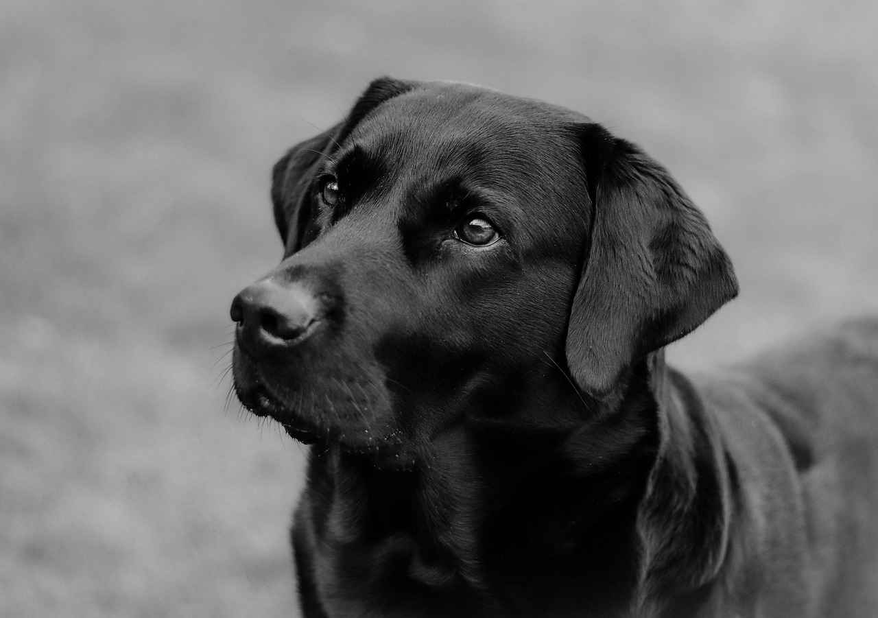 Man Bites Dog – Understanding the Famous News Phrase