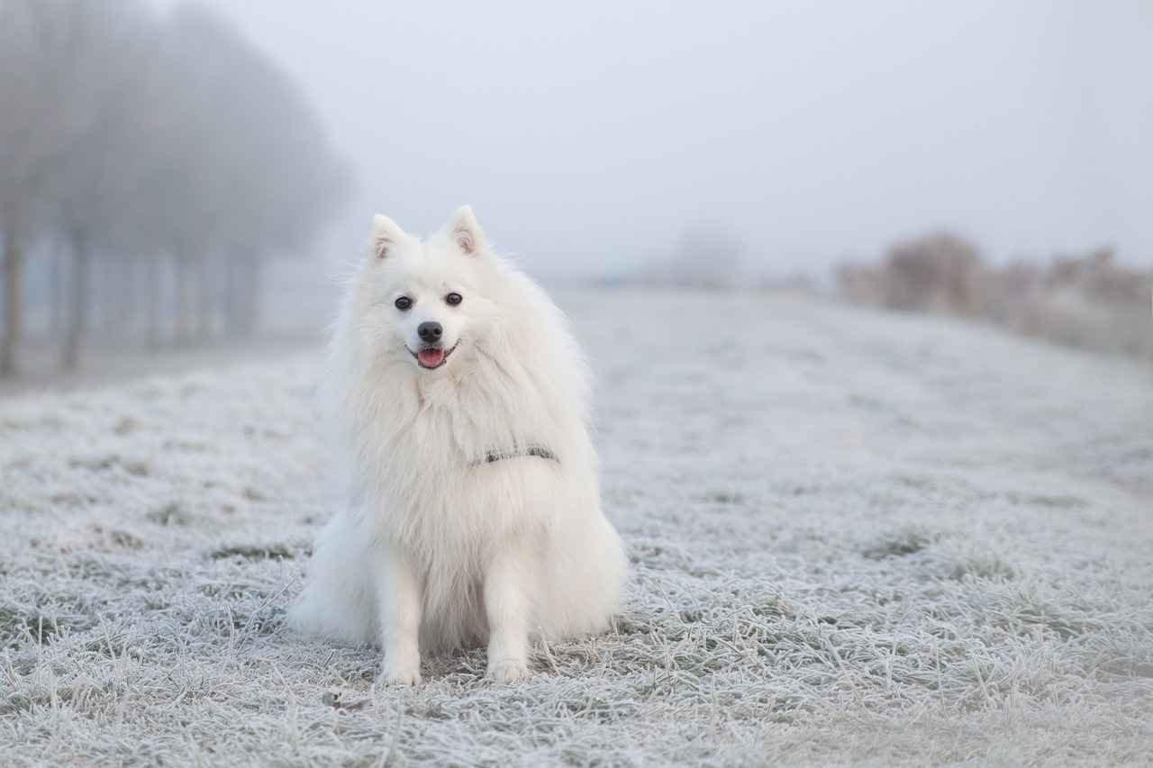 Nutri Bites Freeze-Dried Chicken Dog Treats – Are They Healthy?