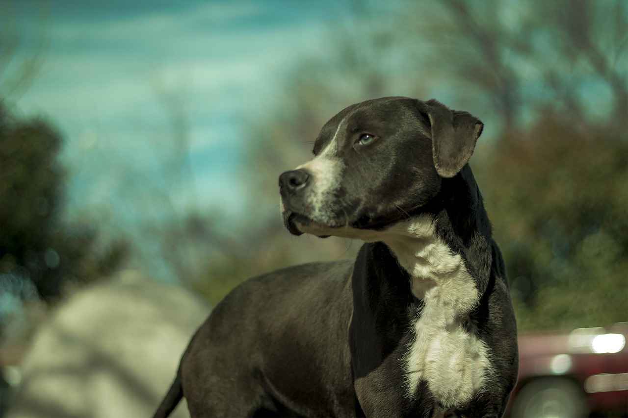 Pitbull ve Diğer Irkların Isırma Gücü Karşılaştırması
