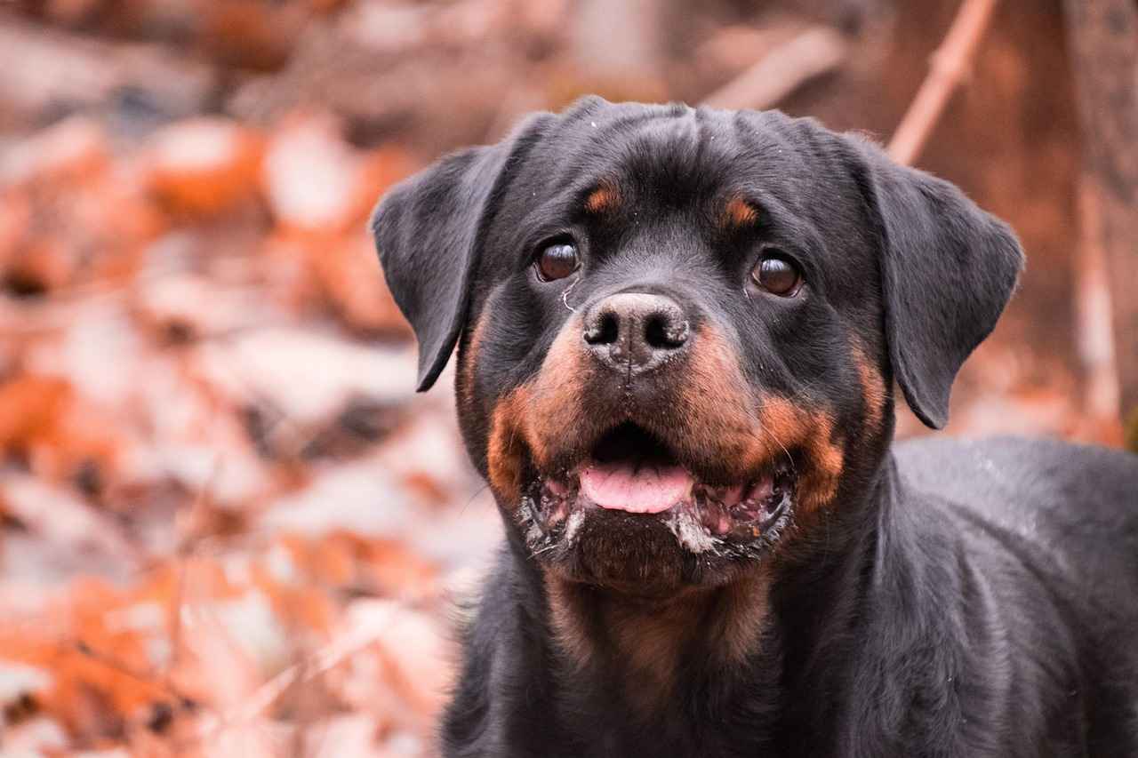 Rottweiler Dog Bite Force – Just How Strong Is It?