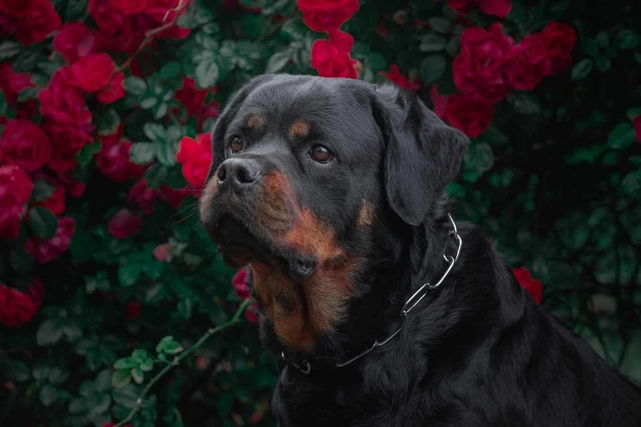 Rottweiler Köpek Isırma Gücü – Gerçekten Ne Kadar Güçlü?