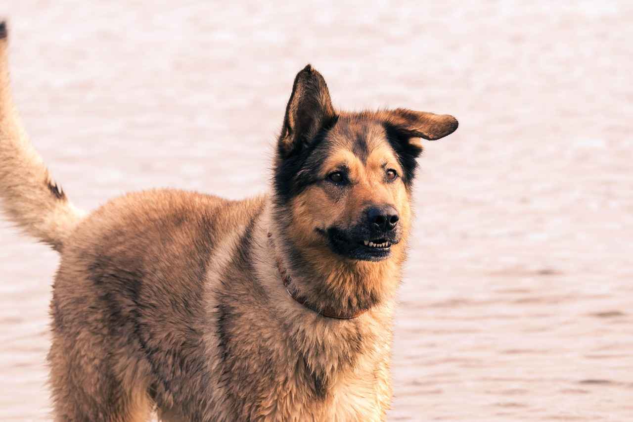 Implications for Rottweiler Owners