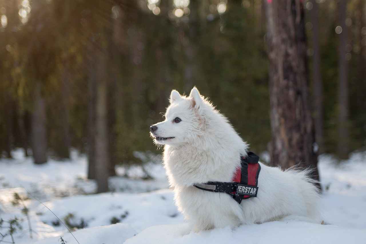 Köpek Isırığı Sonrası Tetanoz Aşısı Olmalı Mıyım? Uzman Tavsiyesi