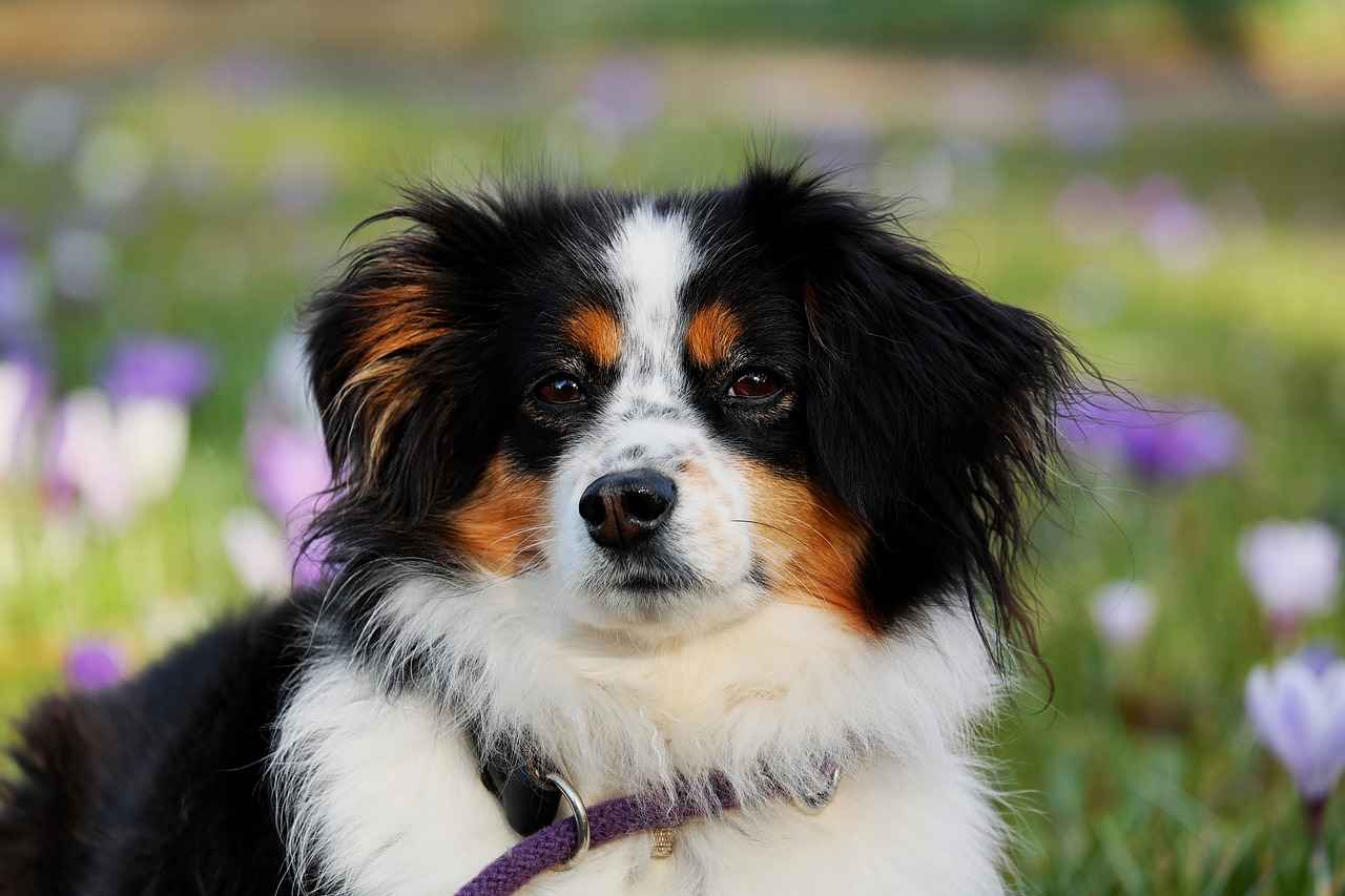 Küçük Isırık Köpek Maması – Ne Farklı Kılan Nedir?