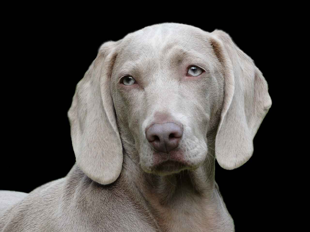 Feeding Guidelines for Small Bites Dog Food