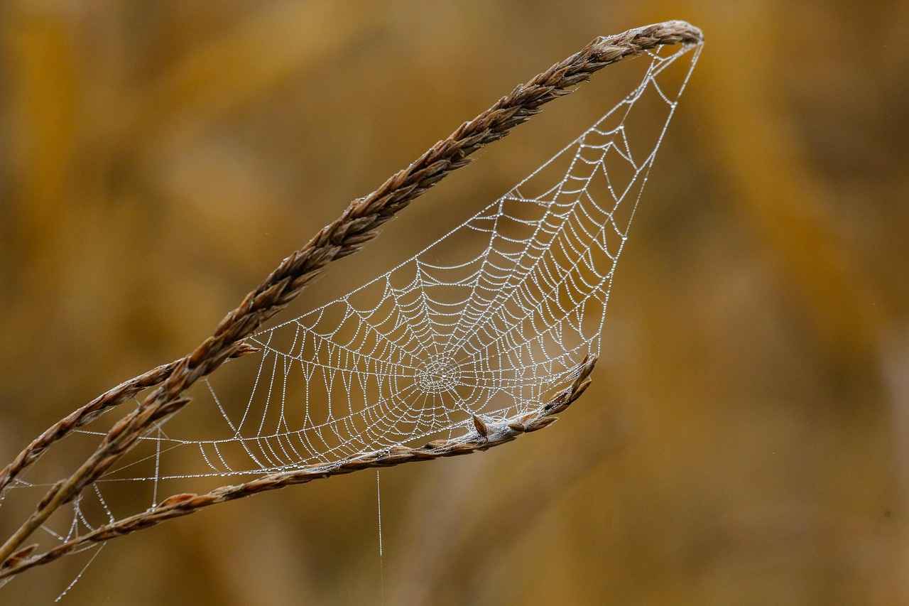 Preventing Spider Bites in Dogs