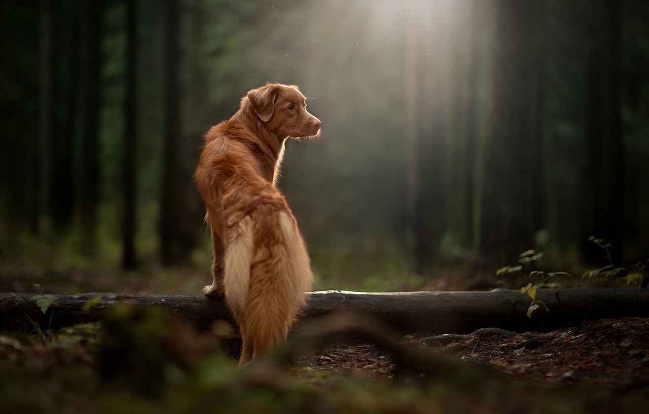 Strongest Dog Bite Pressure – How It’s Measured