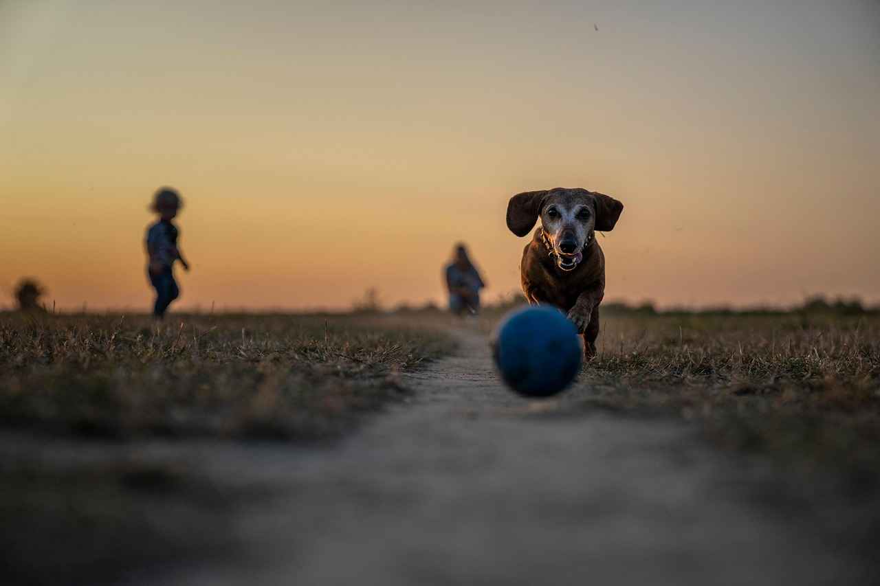 En Güçlü Köpek Isırma Basıncı – Nasıl Ölçülür?