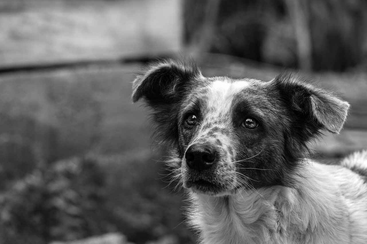 Tick Bites on Dogs – Symptoms, Treatment, and Prevention