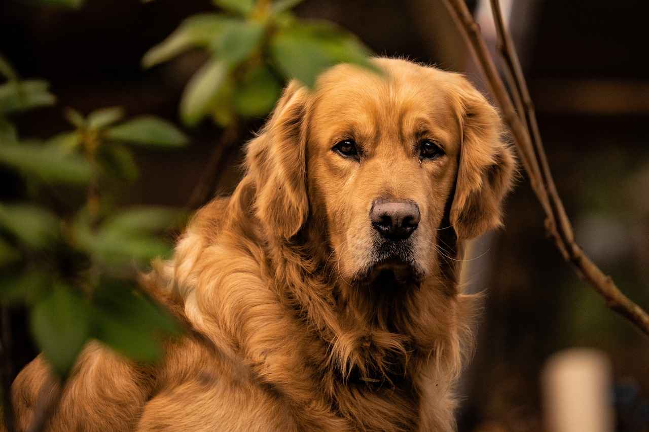 En Güçlü Isırık Gücüne Sahip 10 Köpek Irkı