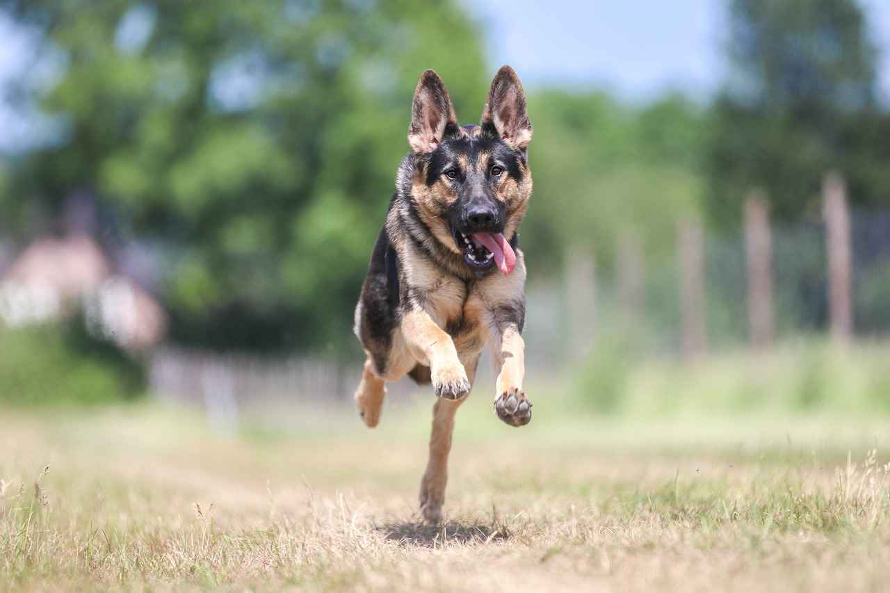 Top 10 Strongest Dog Bites – Breeds with the Most Powerful Jaws