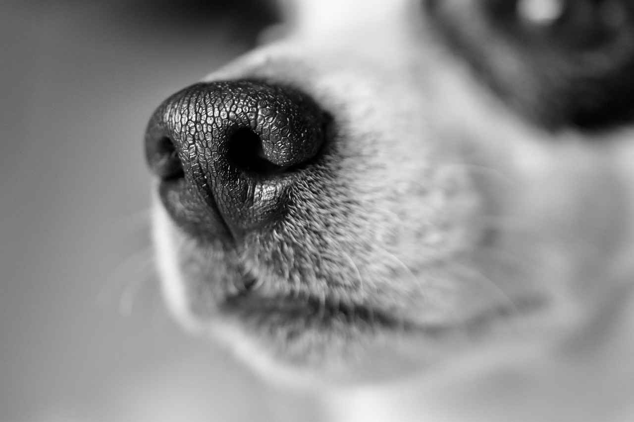 [Top 10 Breeds with the Strongest Bites]