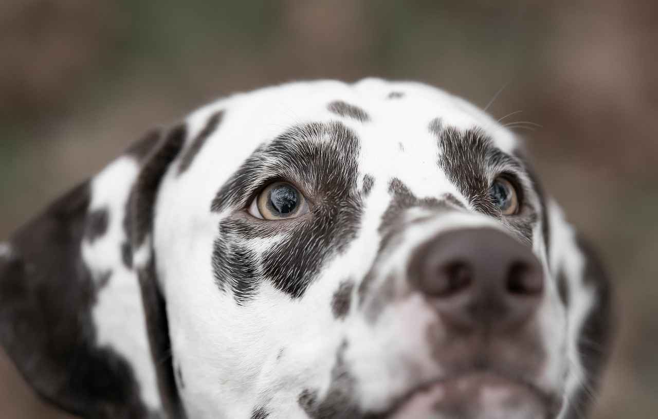 Understanding Dog Bite Levels