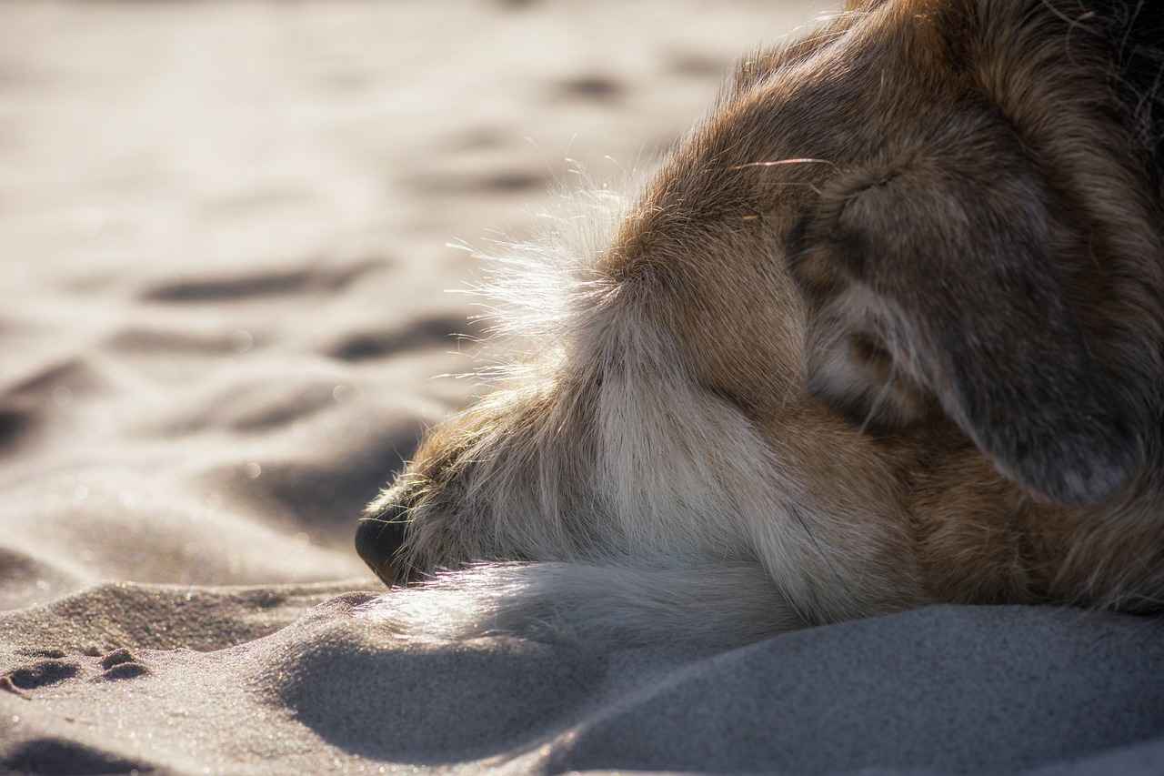 Dog Bite Level 4: The Severe Bite