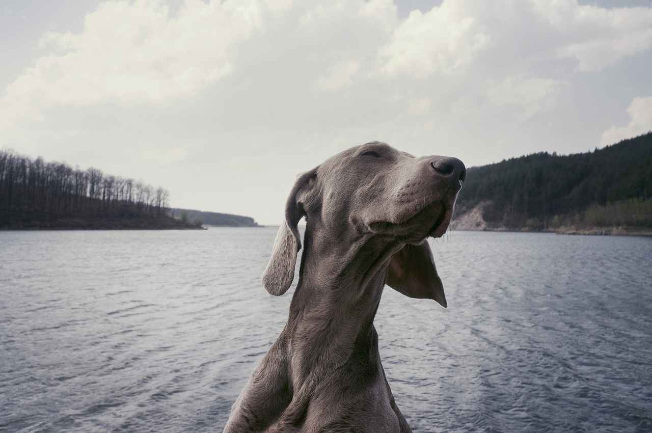 What Are the Most Aggressive Dog Breeds? Myths vs. Facts