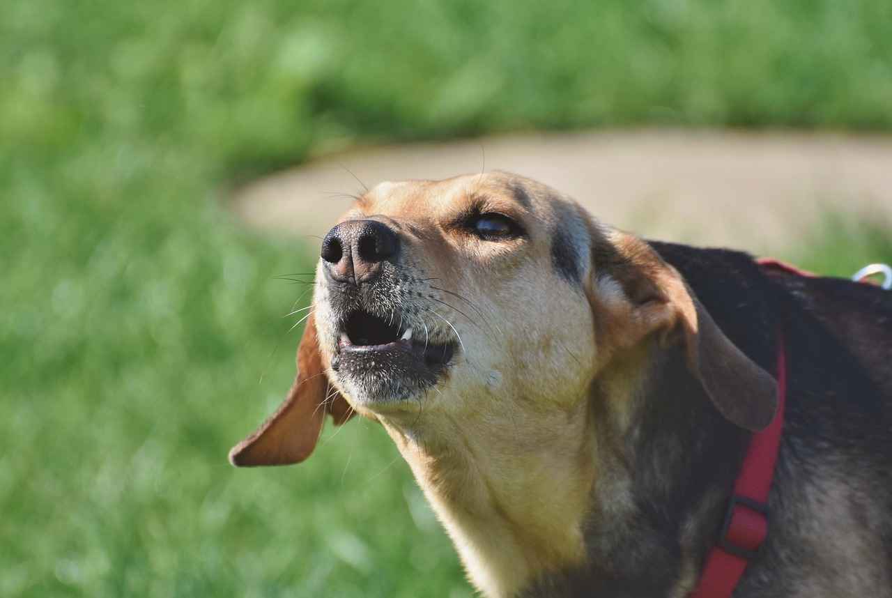 Agresif Köpeklerle Nasıl Baş Etmeli?