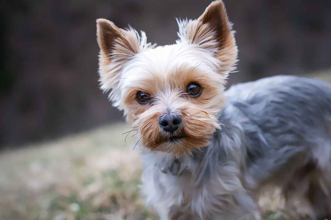 What Are the Signs of an Infected Dog Bite?