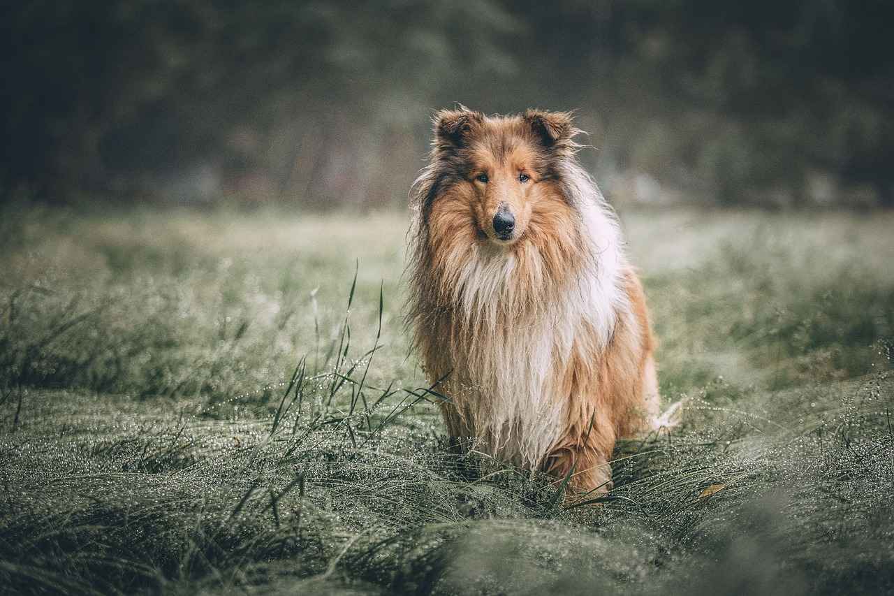 Signs of Infection in Dog Bites