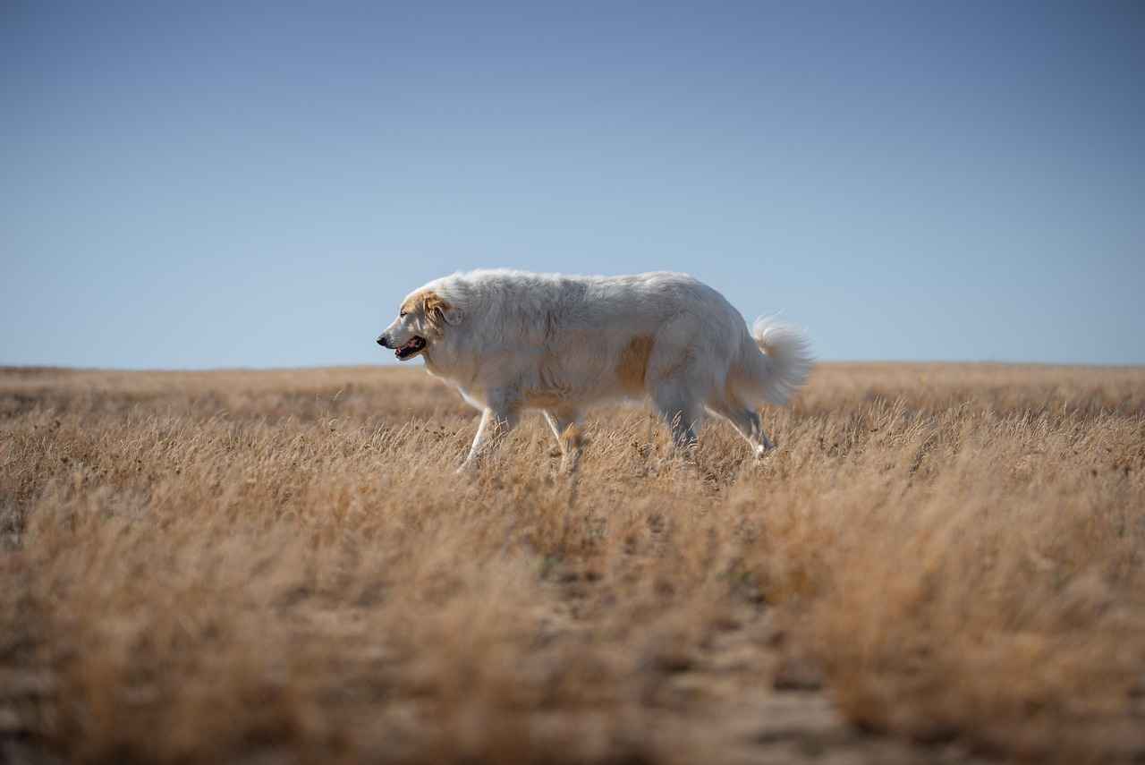 What Do Flea Bites Look Like on Dogs? A Guide for Pet Owners