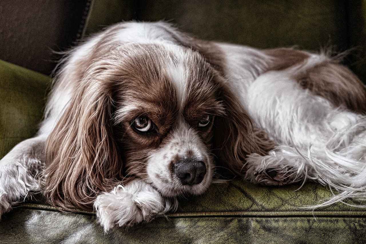 When to See a Veterinarian