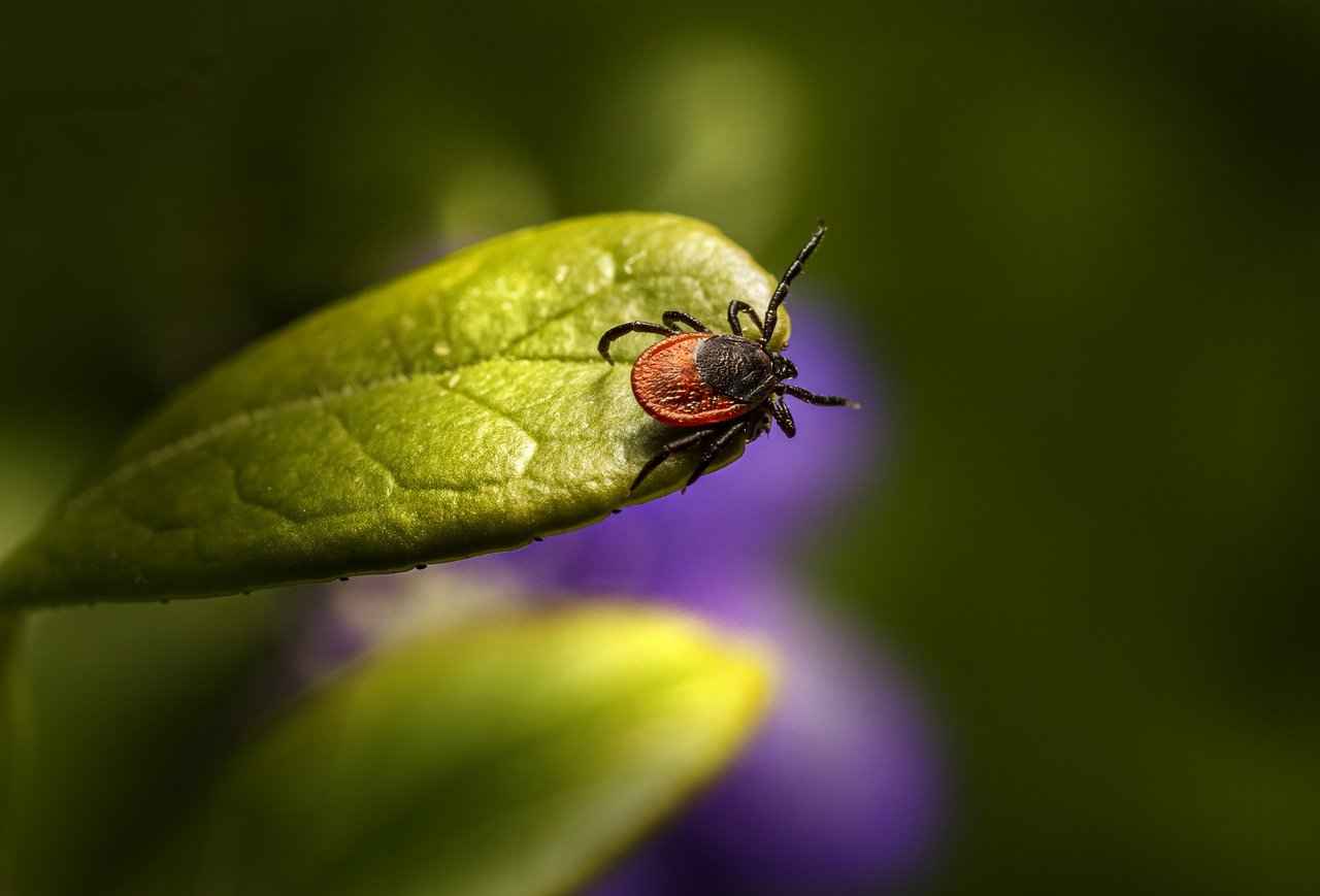 Conclusion: Keeping Your Dog Safe from Ticks
