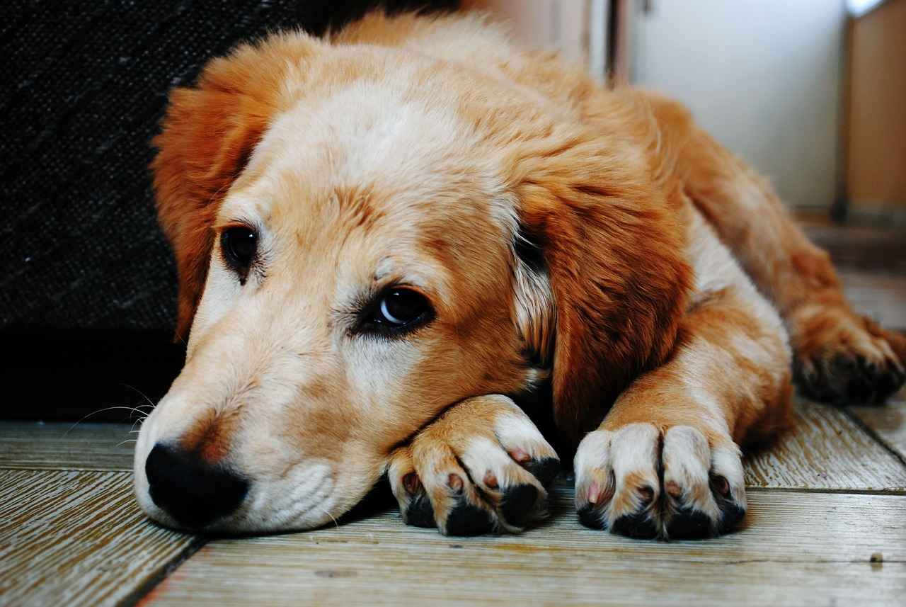 What Dog Has the Strongest Bite? A Look at Canine Bite Force