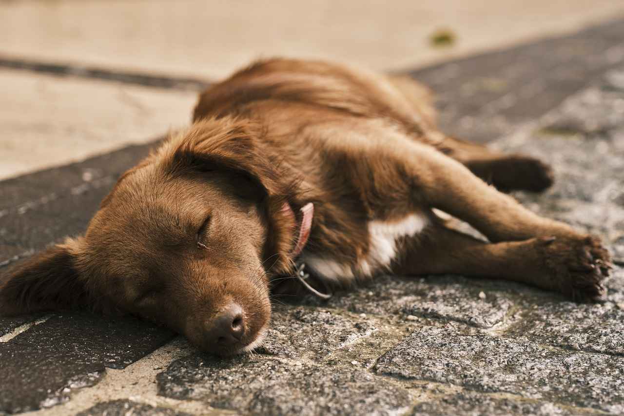 Köpek Isırık Gücü Nedir?