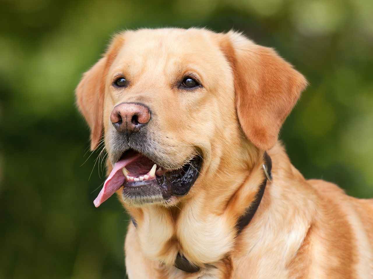 Köpek Isırık Gücü Sıralaması
