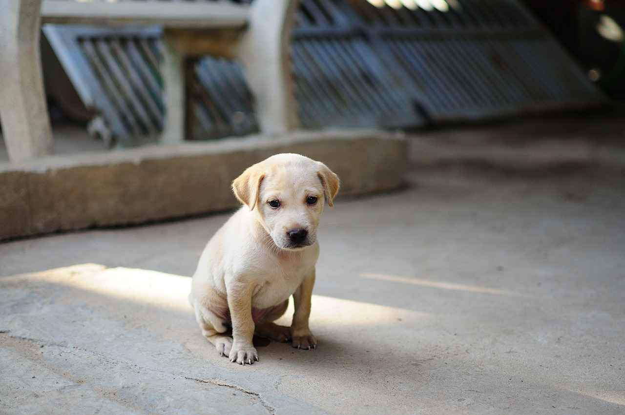 What Evidence Do You Need for a Dog Bite Case?