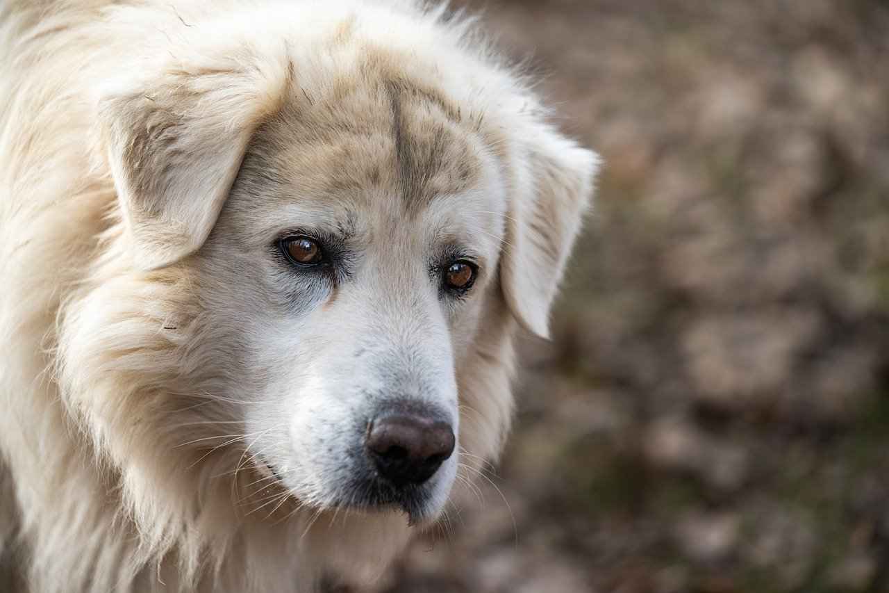 What to Do After a Dog Bite – A Step-by-Step Legal Guide