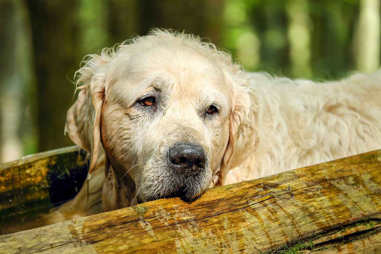 What to Do If a Dog Bites Another Dog at the Park