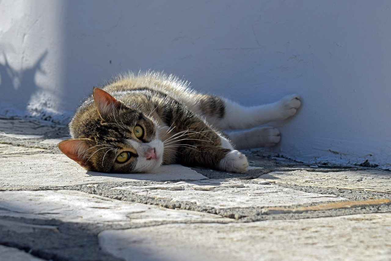 What to Do If a Stray Dog Bites You – Important Safety Steps