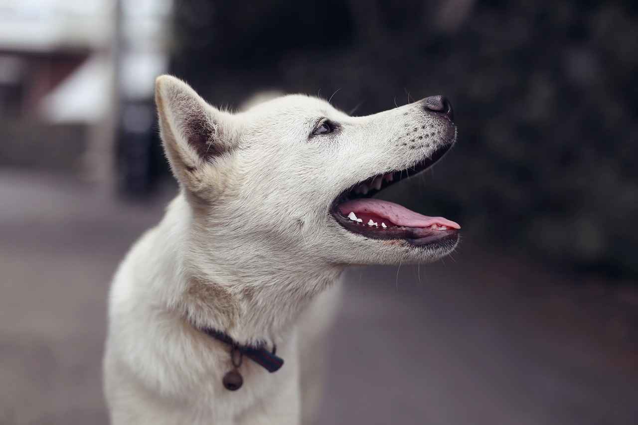 Understanding Dog Bites