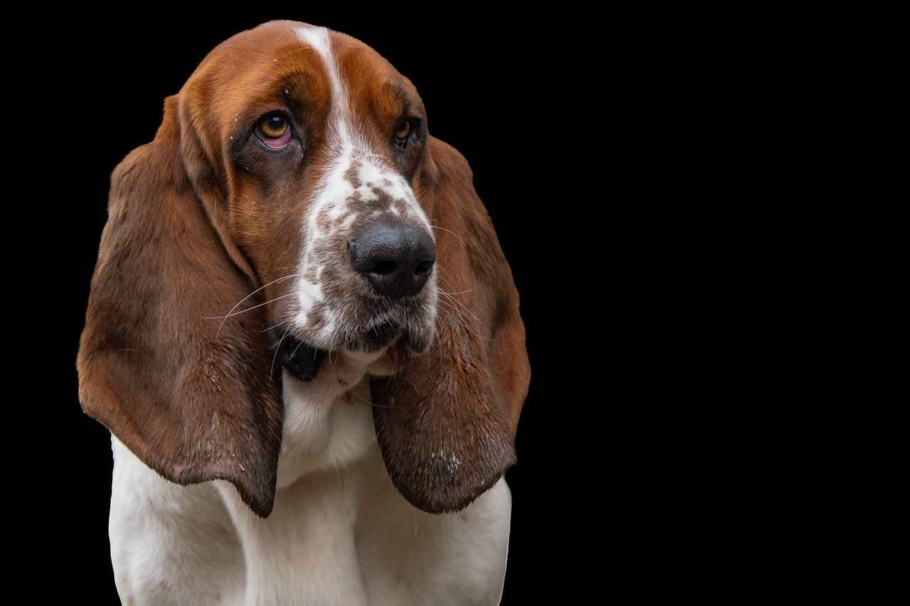 Immediate Steps to Take After a Dog Bite