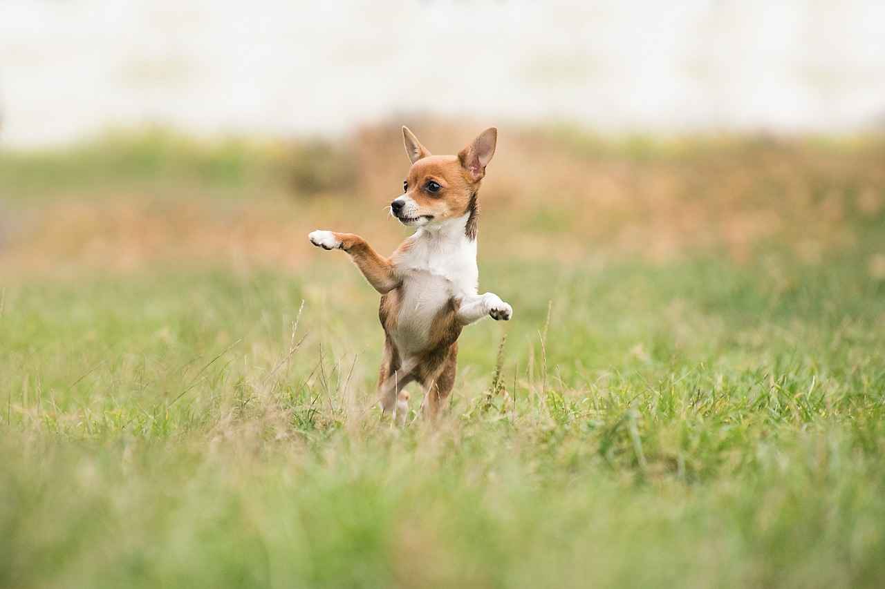 Understanding Dog Bites