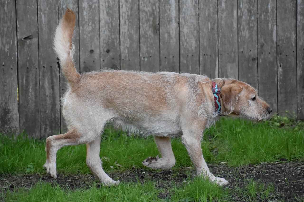 Top Breeds with the Strongest Bite