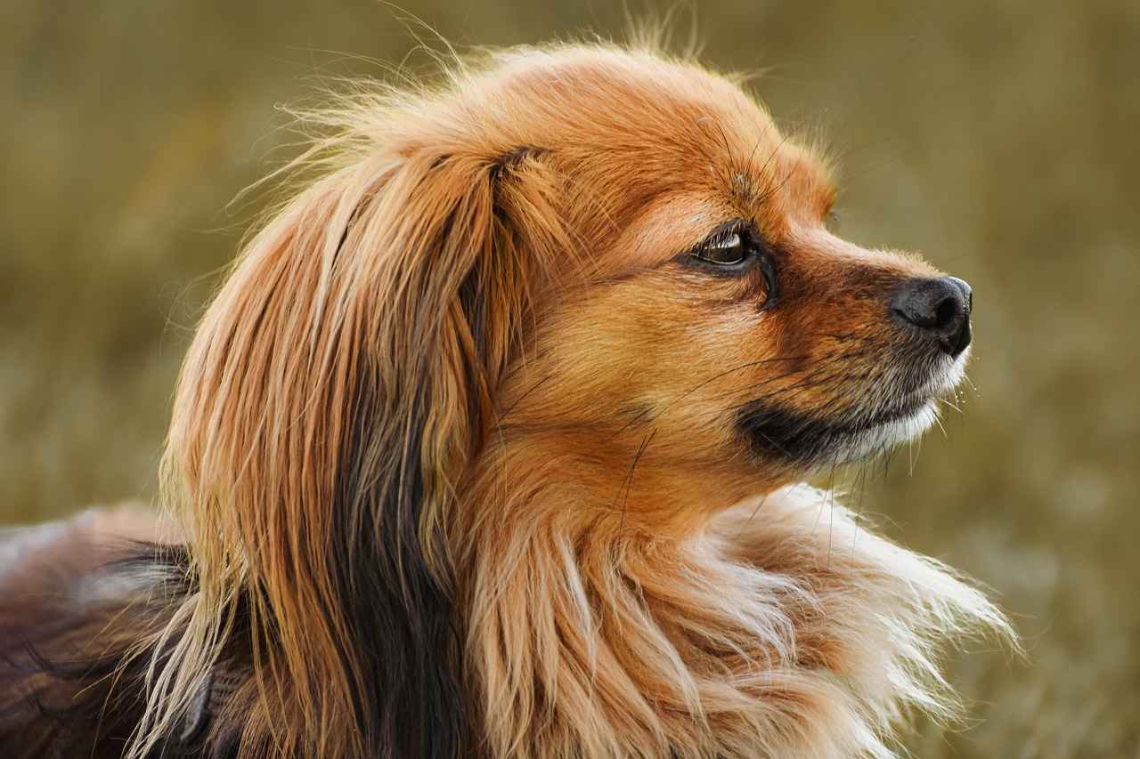 Büyük Köpek Irkları Hangi Irkların En Güçlü Isırık Gücüne Sahip?