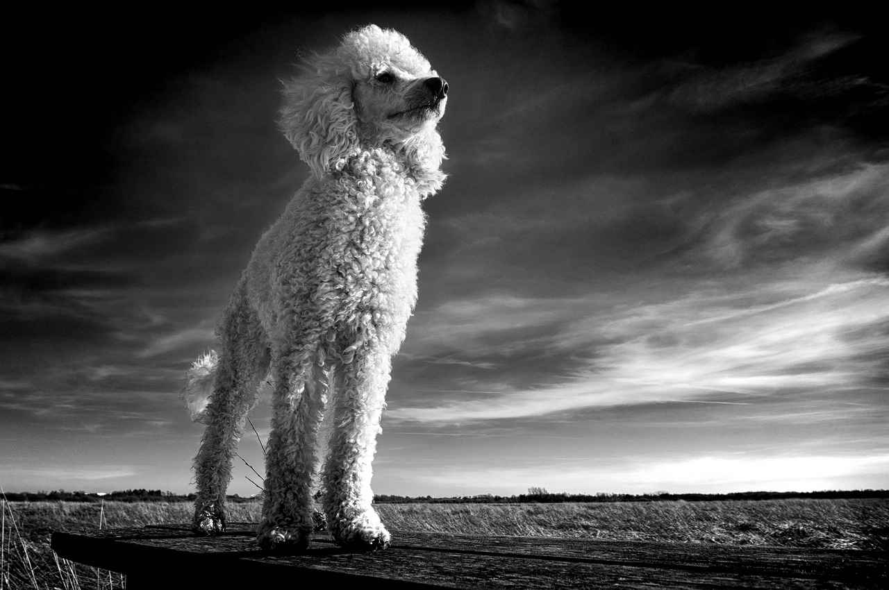 Training and Socialization for Powerful Breeds