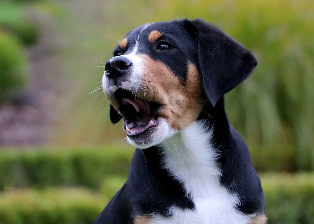 The Role of Bite Force in Dog Behavior
