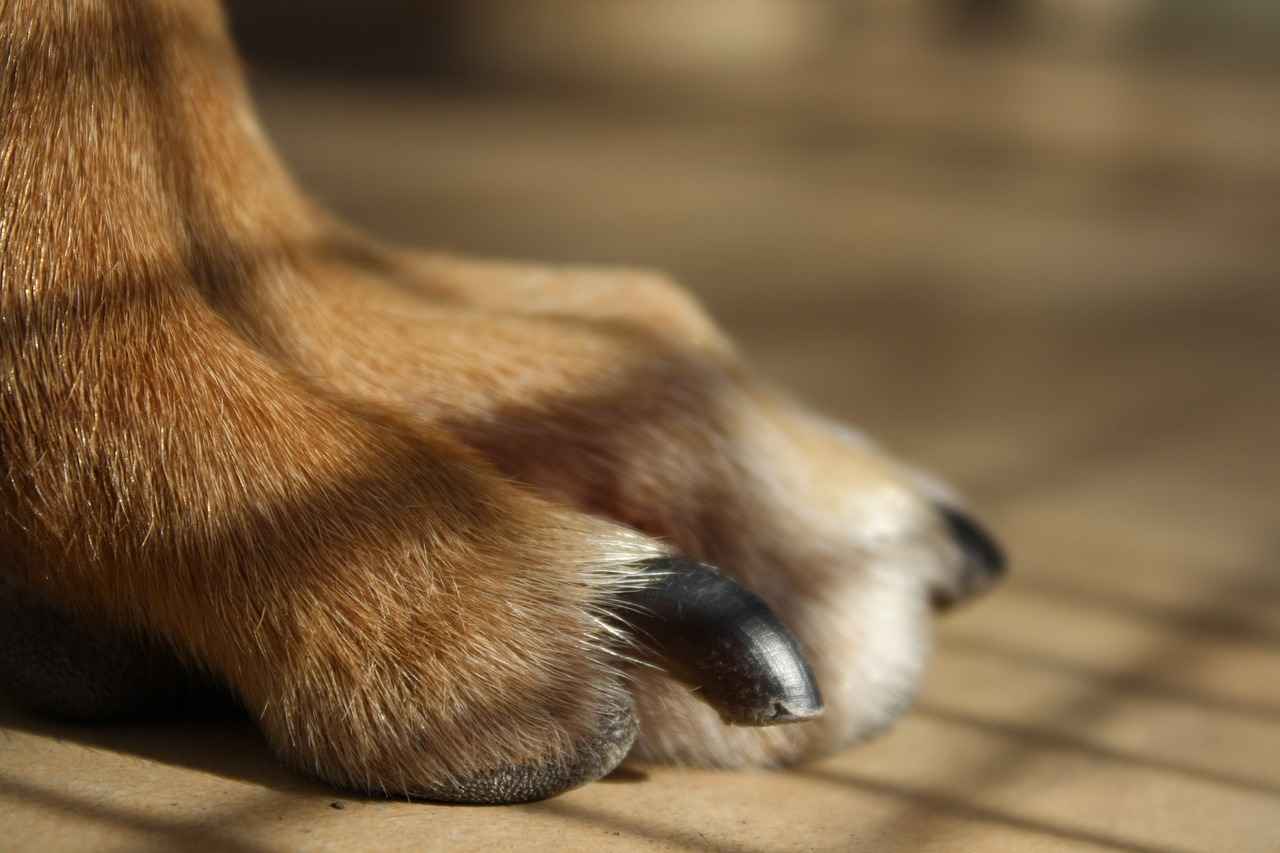 Why Do Dogs Bite Their Paws? Common Causes and Solutions