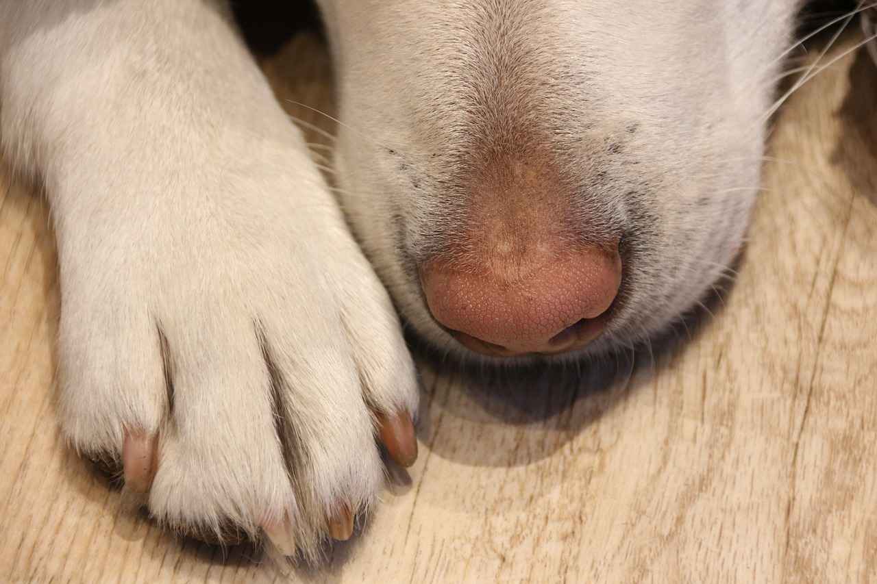 Common Causes of Paw Biting
