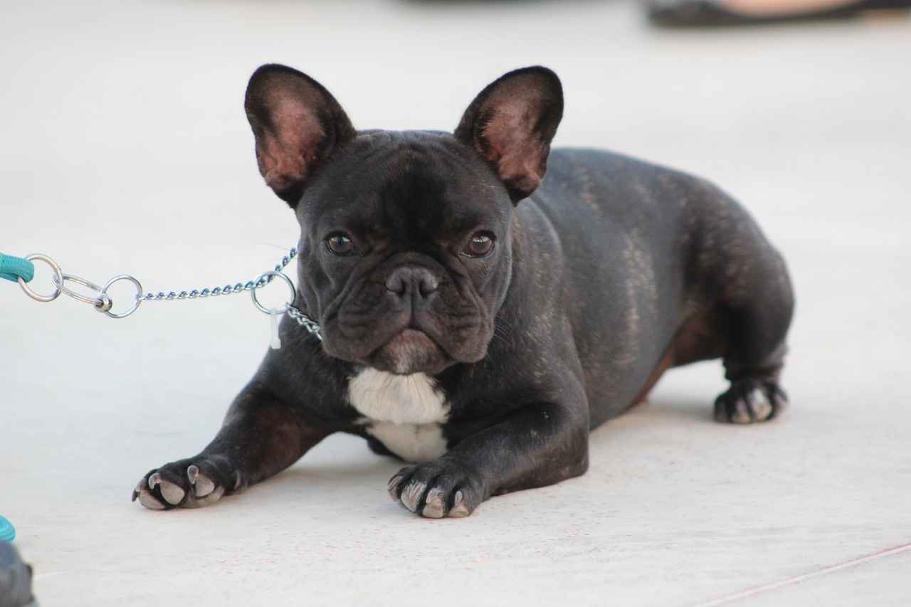 Köpek Yavruları Neden Isırır ve Bunu Erken Nasıl Durdurabilirsiniz?