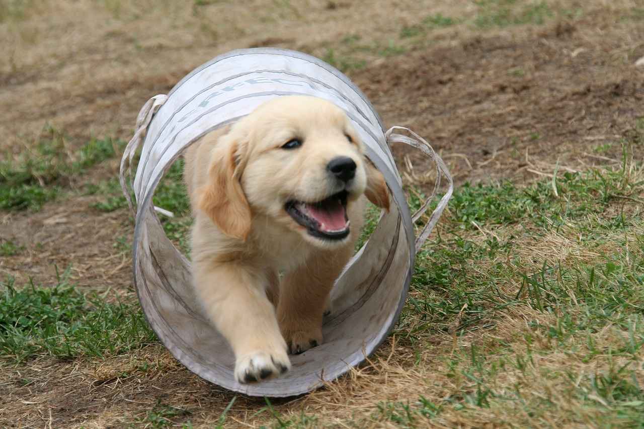 [Yavru Köpeklerin Isırma Sebepleri]
